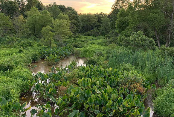 Ecological Restoration Mitigation