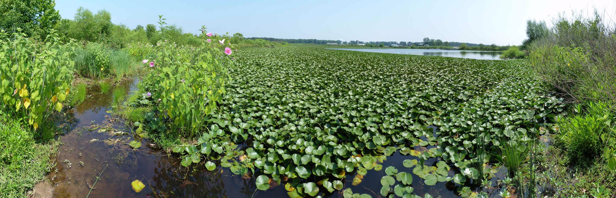 Mitigation Bank Credits