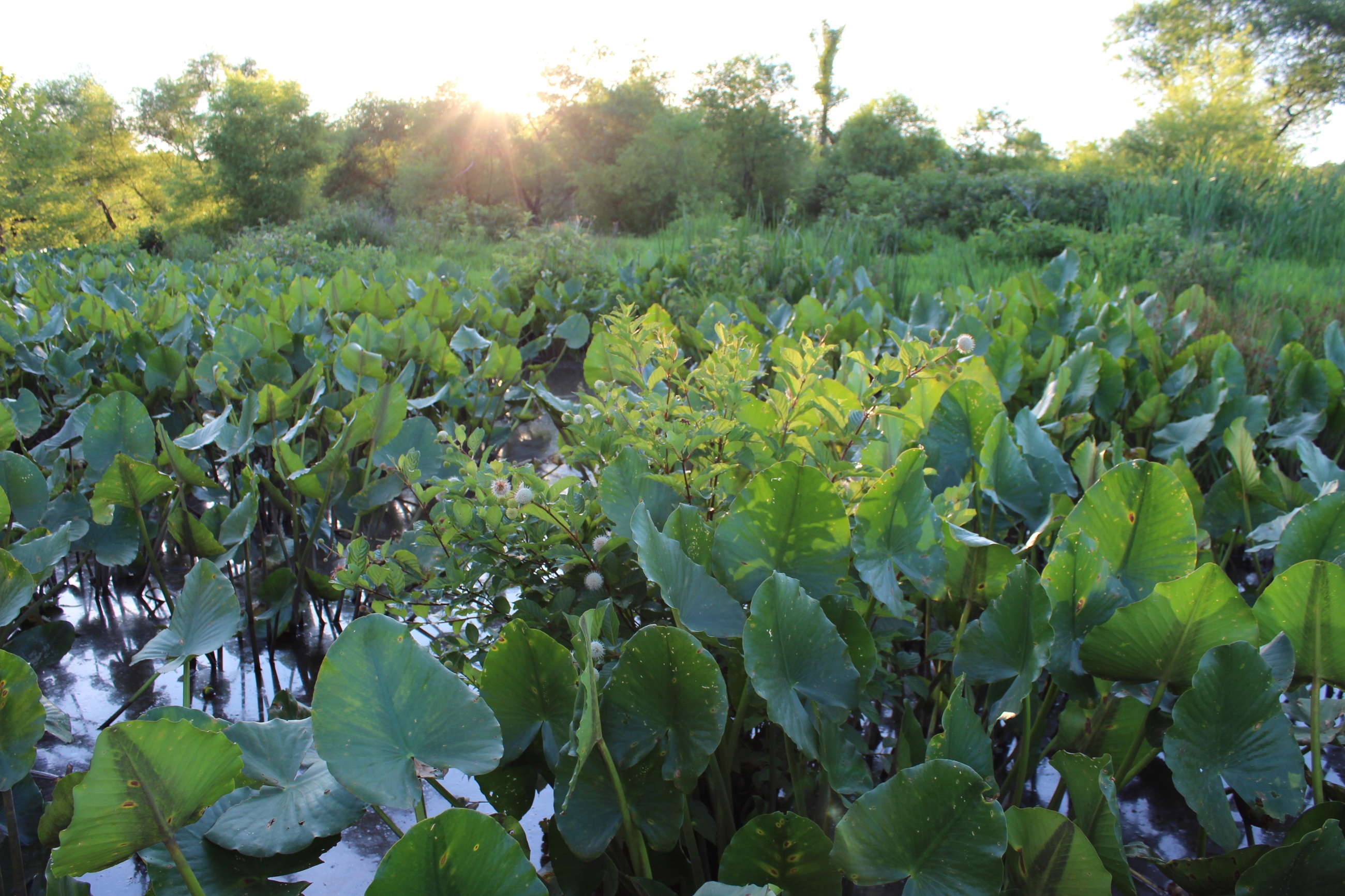 Bank Credits Sollog8