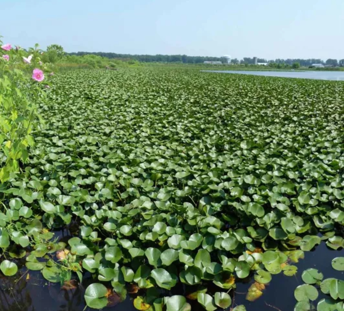 Water Lillies
