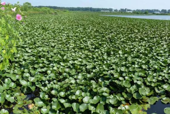 Water Lillies