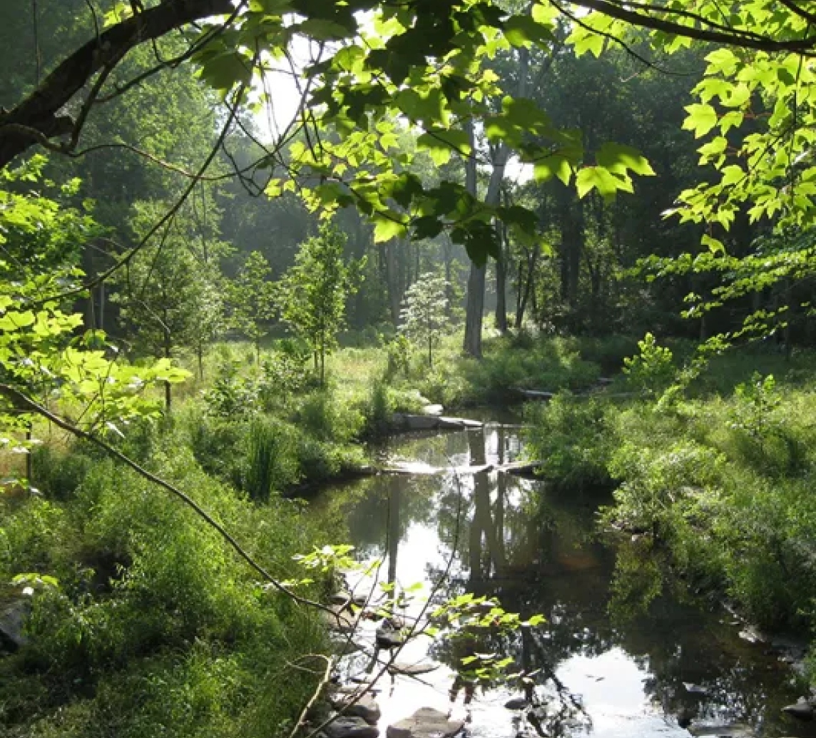Trees Wetlands