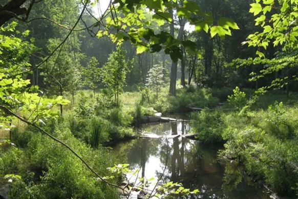 Trees Wetlands