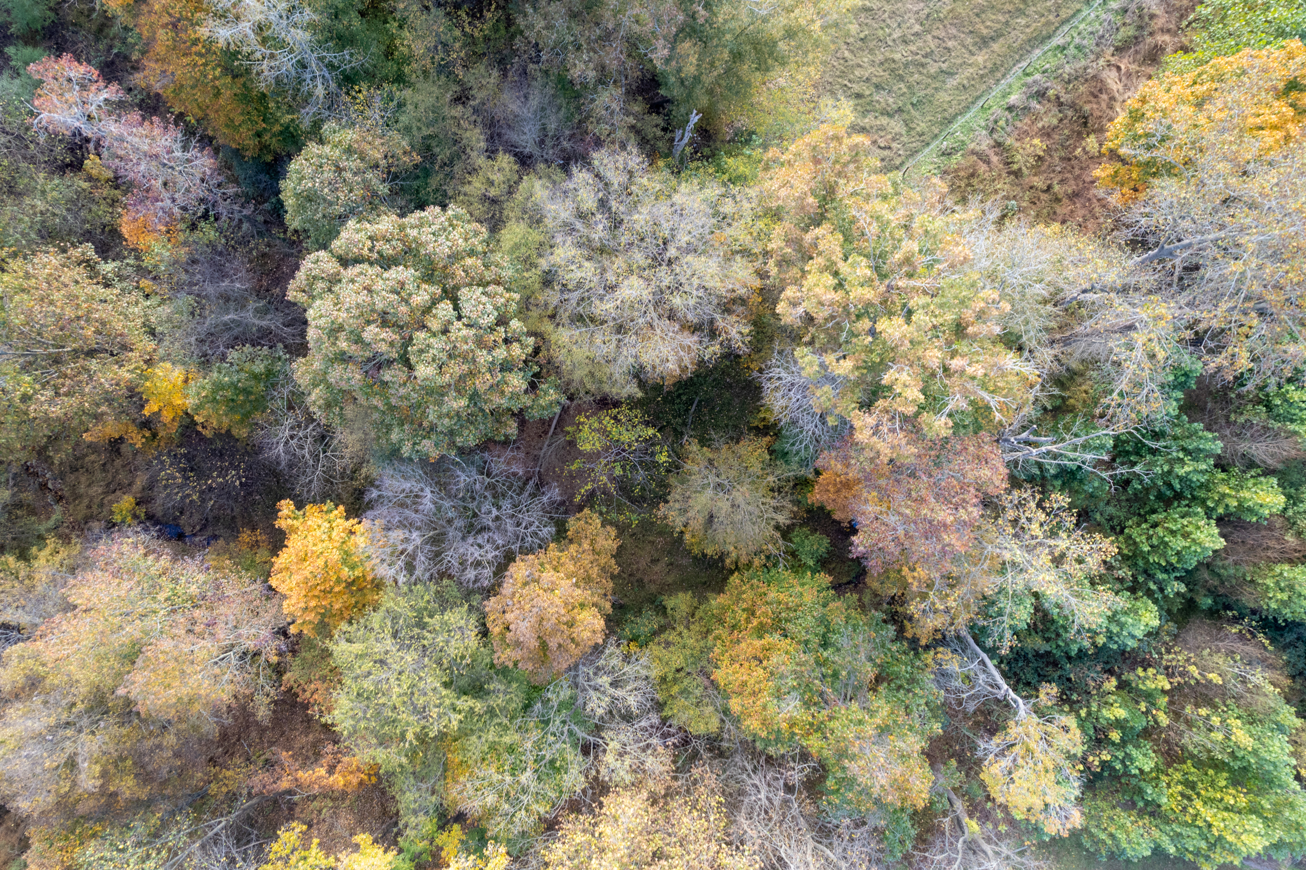 Top Trees