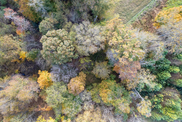Top Trees