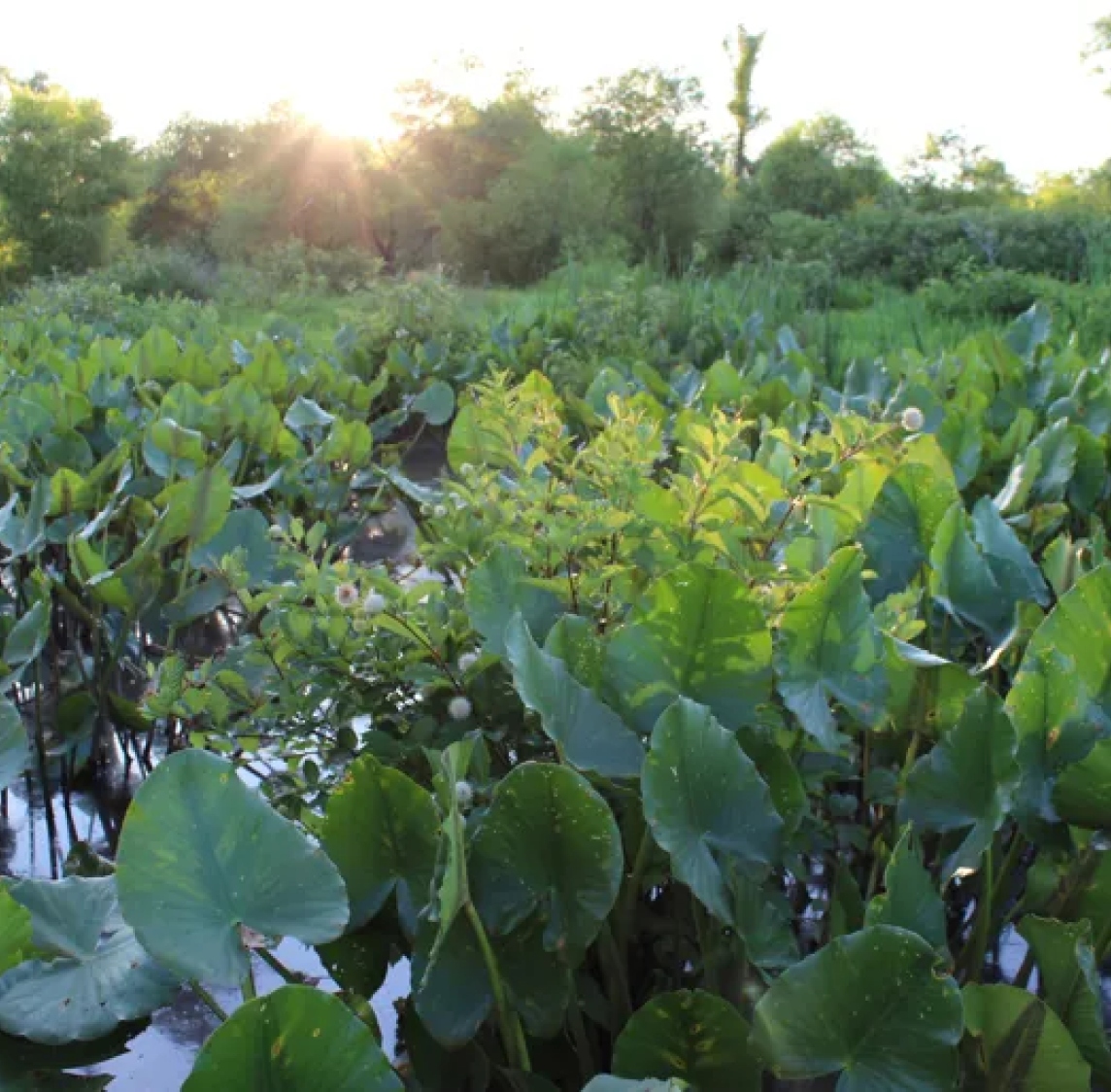Marsh Leaves