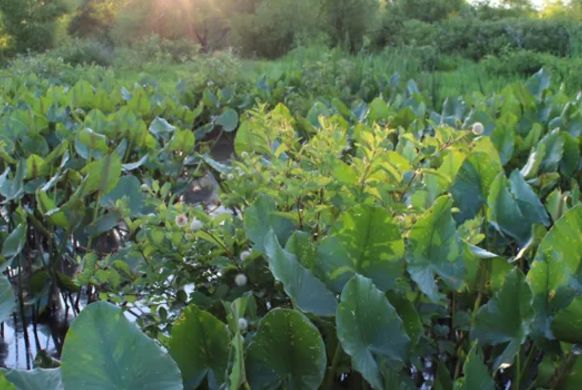 Marsh Leaves