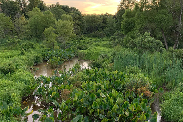 Ecological Restoration Mitigation